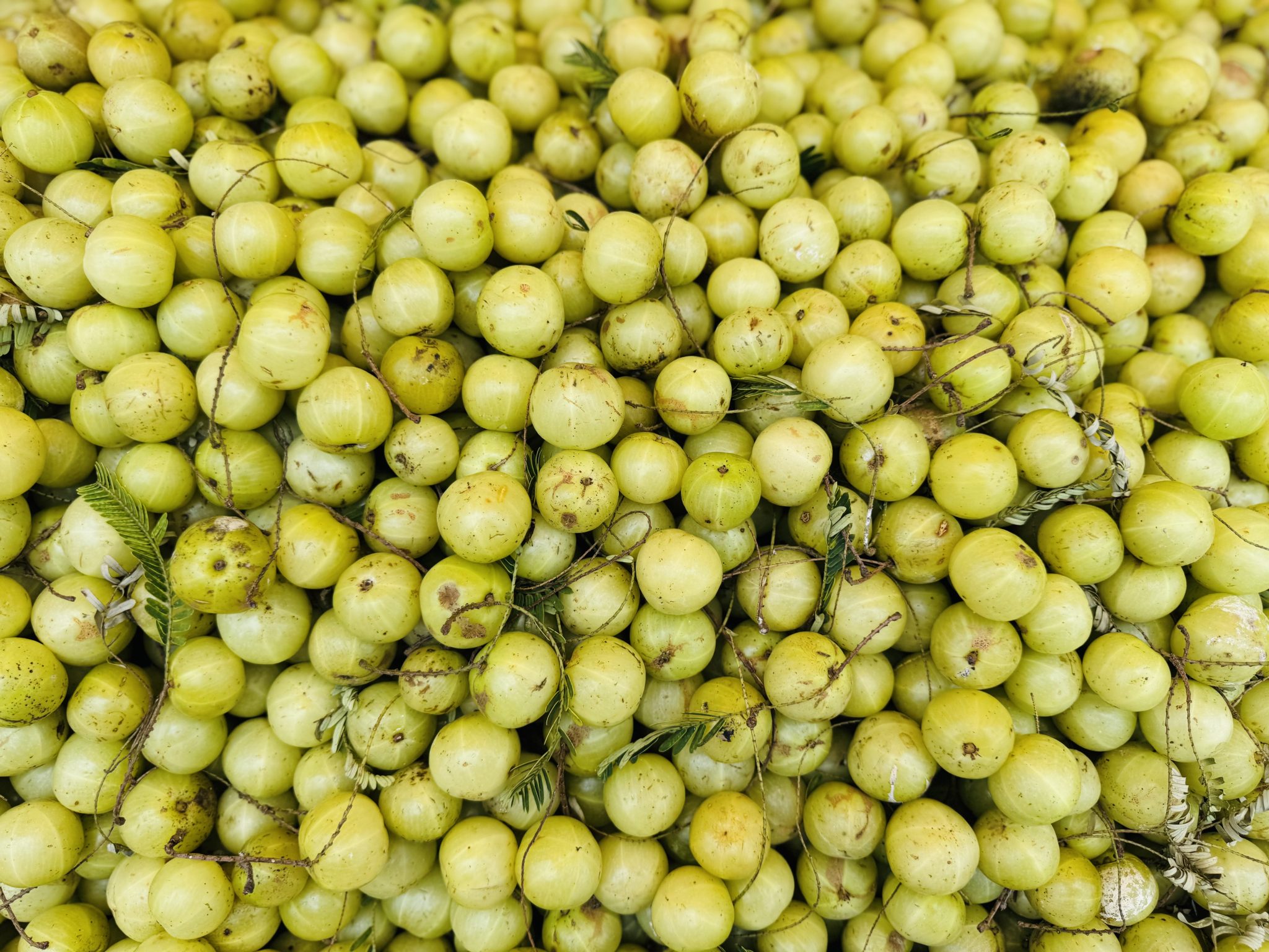 Amla, hand-harvested for cold-pressing